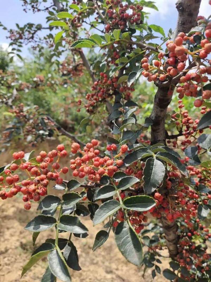 花椒籽花椒种子新大红袍花椒子野生鸽粮专用泡脚育苗榨油