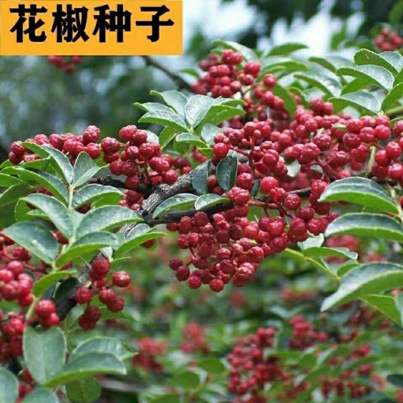 花椒籽花椒种子新大红袍花椒子野生鸽粮专用泡脚育苗榨油