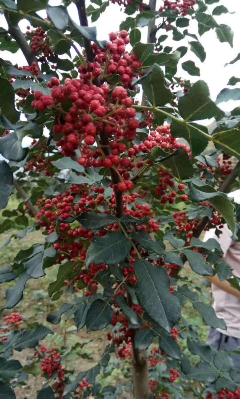 花椒籽花椒种子新大红袍花椒子野生鸽粮专用泡脚育苗榨油