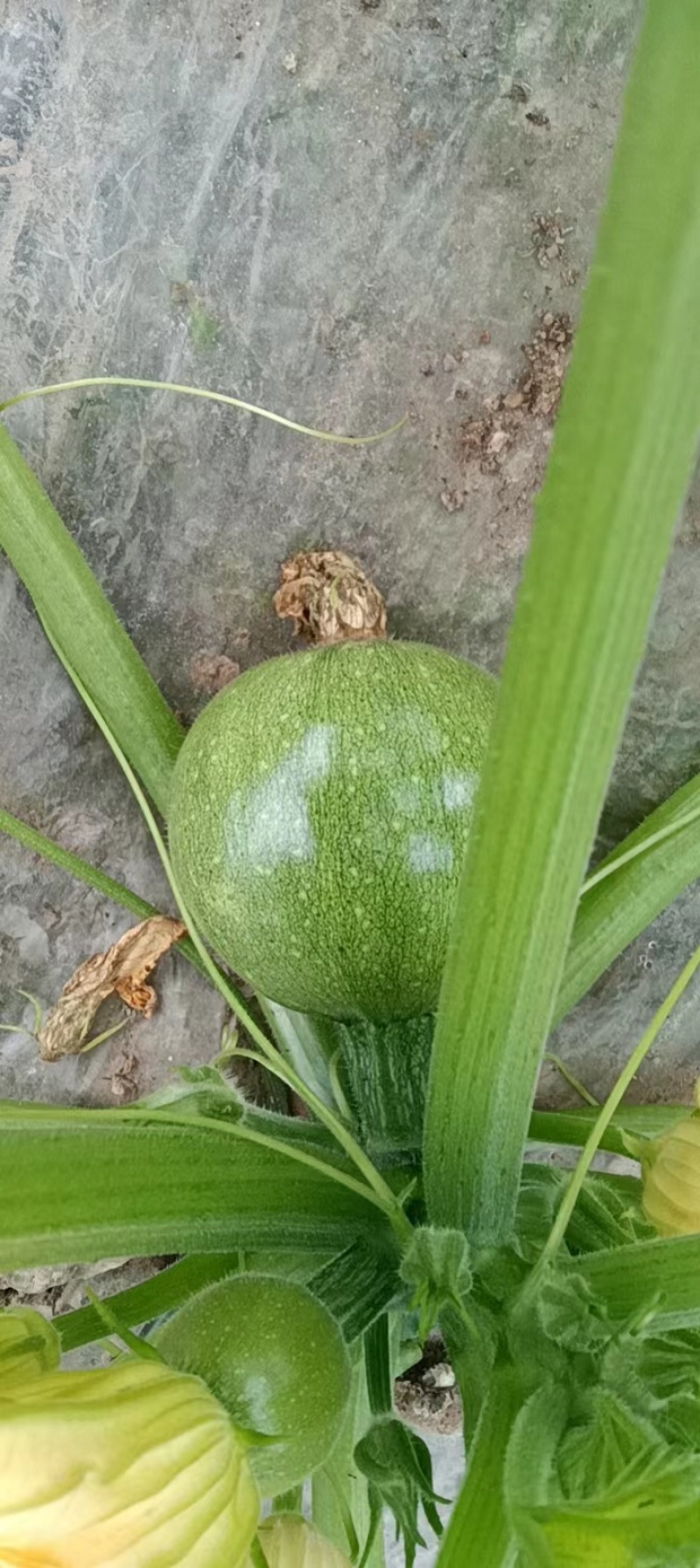 小南瓜持续有货，需要的联系，可送货上门