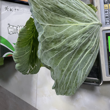连花白松白菜西园京丰需要朋友赶快联系价格便宜