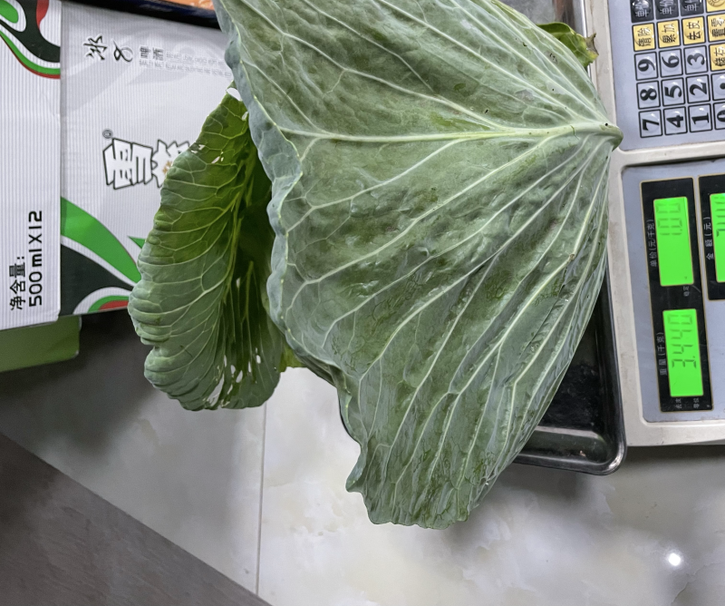 连花白松白菜西园京丰需要朋友赶快联系价格便宜