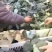 耐寒优秀西兰花