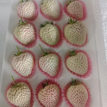 精品商超货白草莓，天使草莓，梦之莹草莓，淡雪草莓