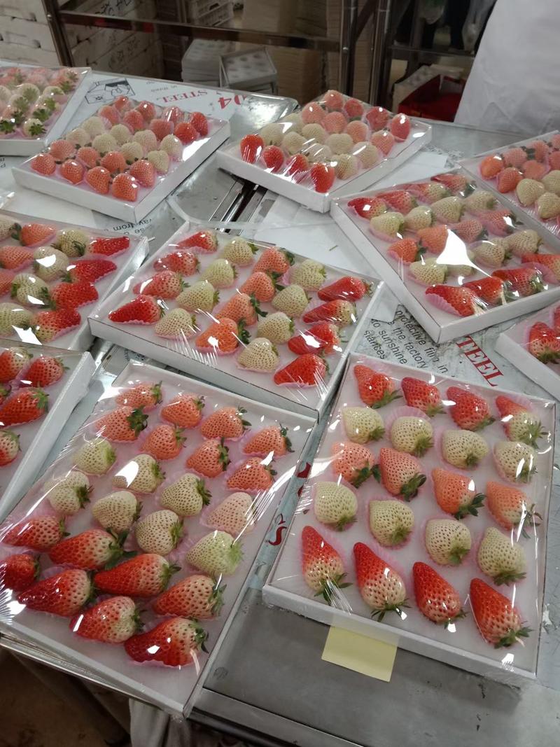 精品商超货白草莓，天使草莓，梦之莹草莓，淡雪草莓