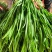精品韭菜广东韭菜全年供应基地韭菜现割质量优先
