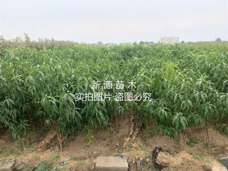 中油20号桃树苗嫁接苗包成活包结果支持技术指导可签合同