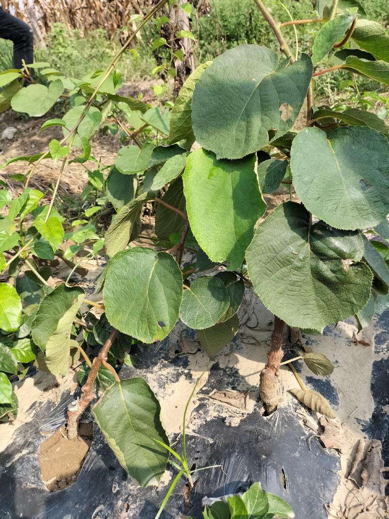 水杨桃嫁接猕猴桃苗嫁接苗0.8以上大量有货