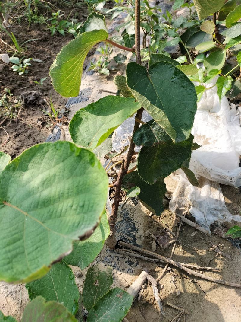 水杨桃嫁接猕猴桃苗嫁接苗0.8以上大量有货