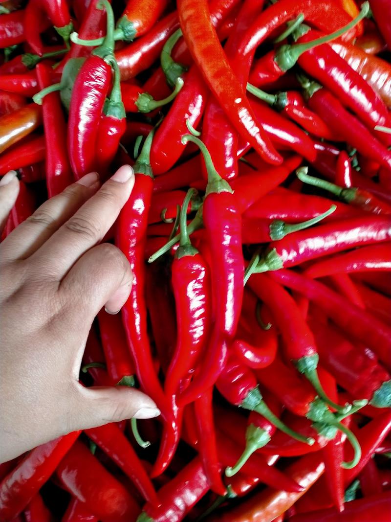 芜湖红椒15-20厘米，中辣，精品，通货，可以箱装，袋装
