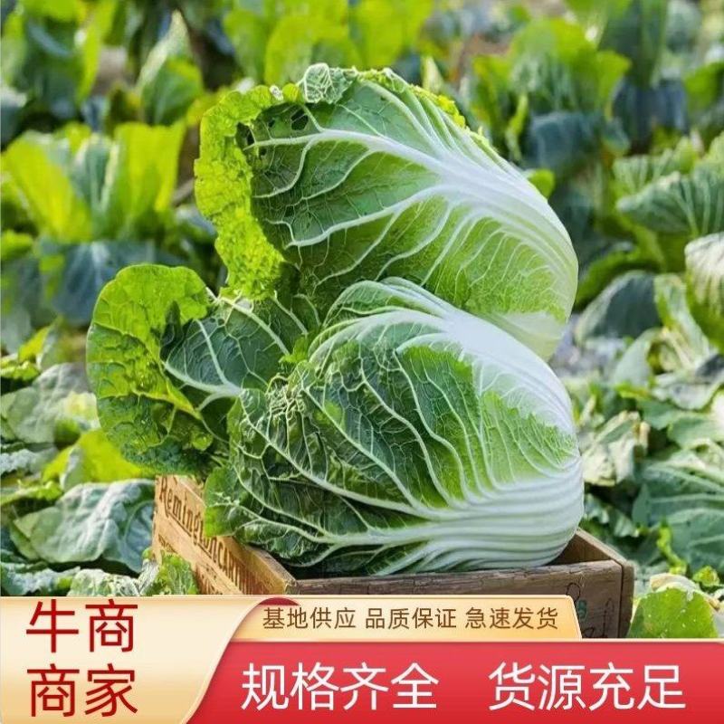 【诚信商家】精品黄心大白菜，一手货源，只做精品！