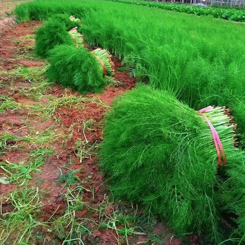 茴香大量上市万亩基地价格便宜一条龙服务
