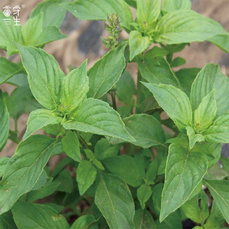 九层塔种子罗勒香草种子金不换柠檬甜罗勒种籽特色蔬菜种子籽