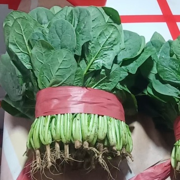 河北精品菠菜货源充足产地发货保质保量对接市场商超