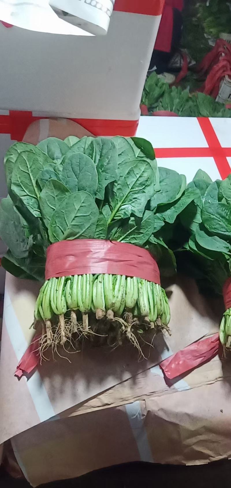 河北精品菠菜货源充足产地发货保质保量对接市场商超