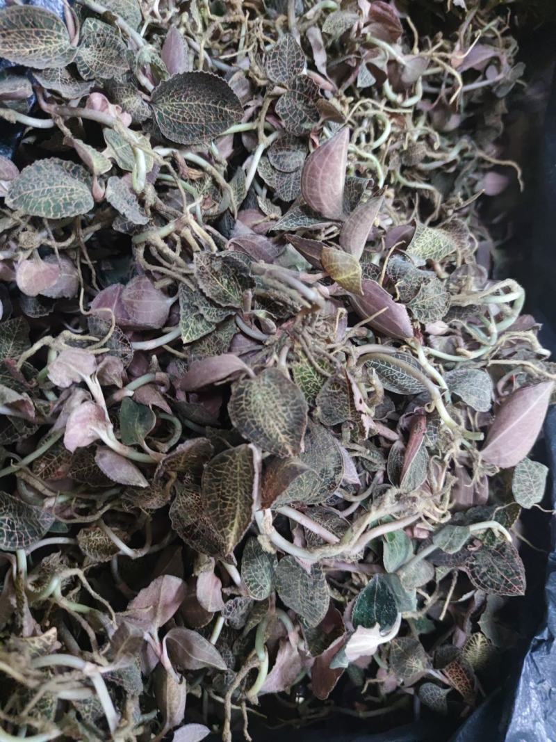 金线莲，金线莲金线莲金线莲