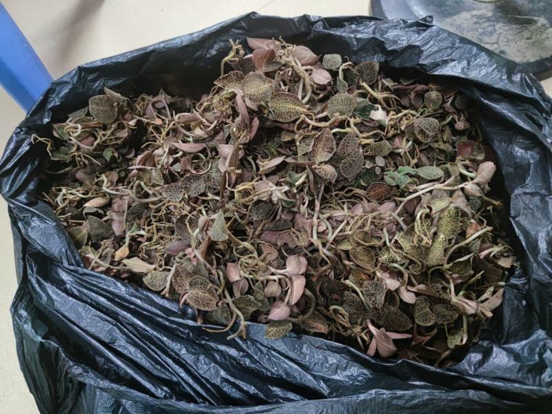 金线莲，金线莲金线莲金线莲