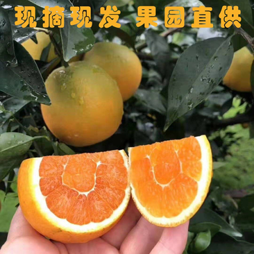 【精品】秭归九月红脐橙产地发货果园看货代发全国