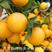【精品】秭归九月红脐橙产地发货果园看货代发全国