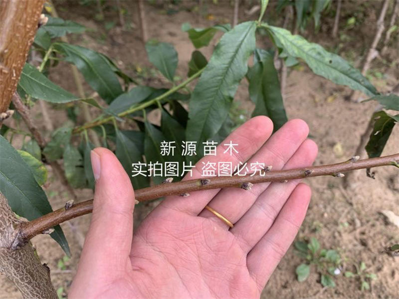 中油6号桃树苗嫁接苗包成活包结果支持技术指导可签合同