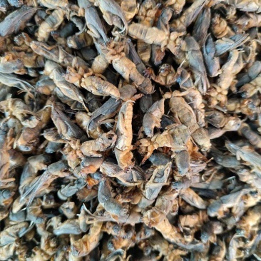 蝼蛄虫，品相完整产地直发，一手货源，欢迎各位老板下单