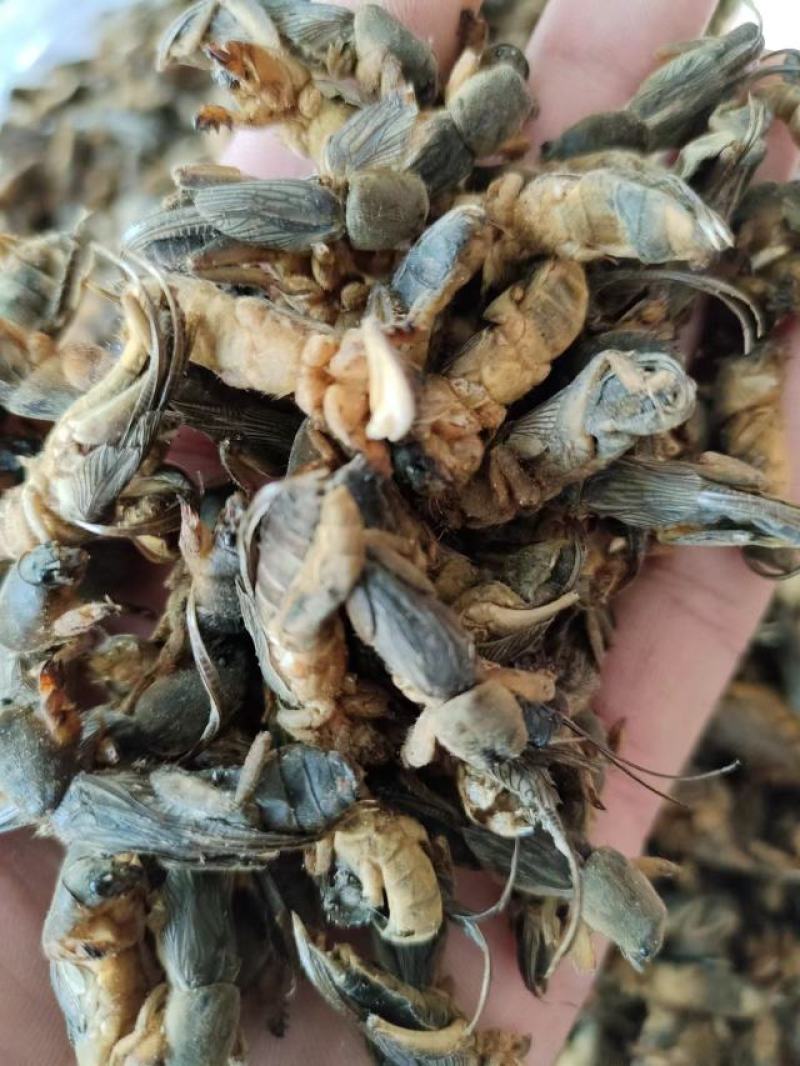 蝼蛄虫，品相完整产地直发，一手货源，欢迎各位老板下单