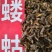 蝼蛄虫，品相完整产地直发，一手货源，欢迎各位老板下单
