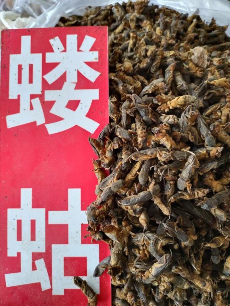 蝼蛄虫，品相完整产地直发，一手货源，欢迎各位老板下单