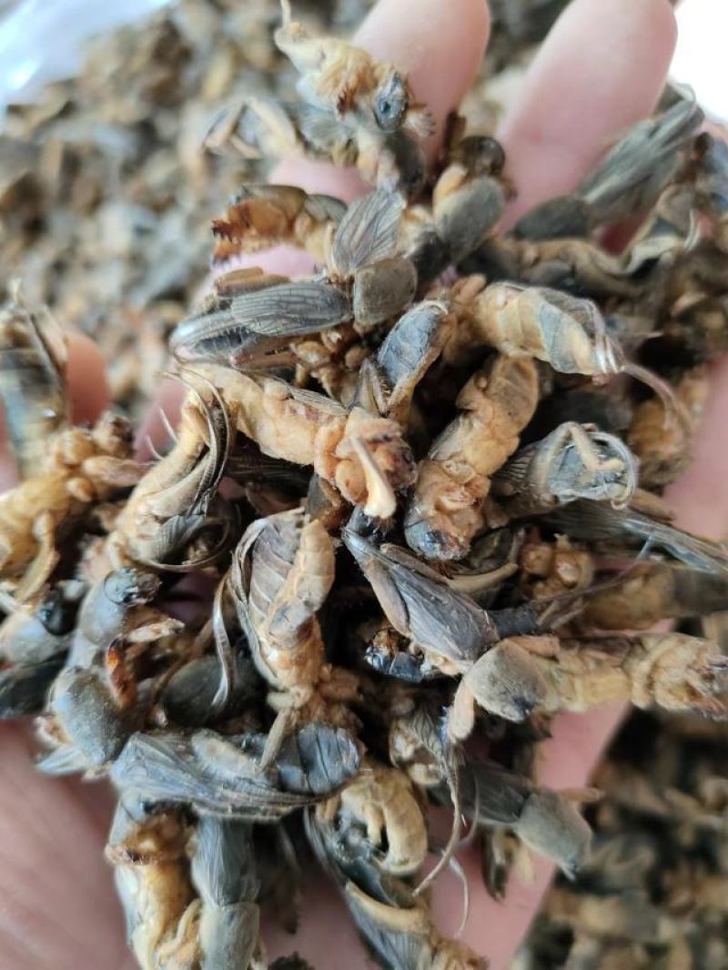 蝼蛄虫，品相完整产地直发，一手货源，欢迎各位老板下单