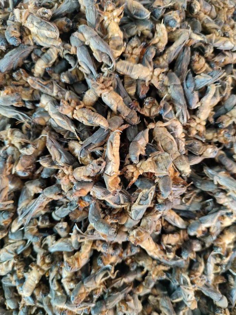 蝼蛄虫，品相完整产地直发，一手货源，欢迎各位老板下单