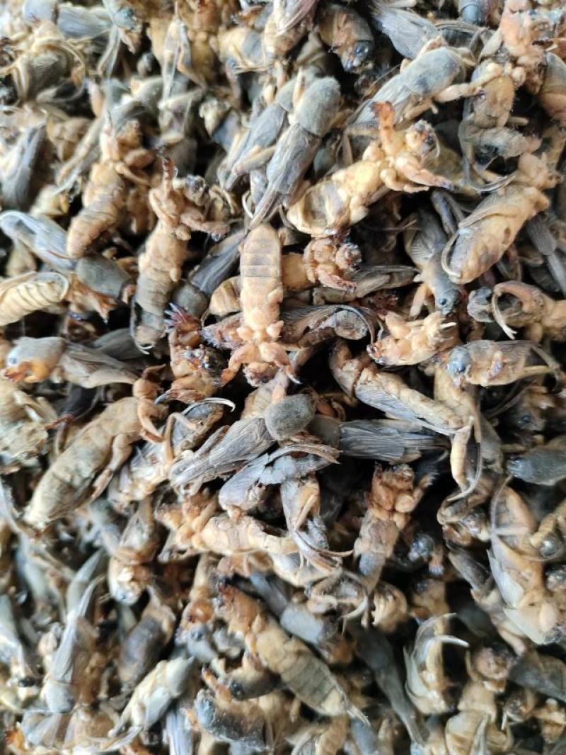 蝼蛄虫，品相完整产地直发，一手货源，欢迎各位老板下单