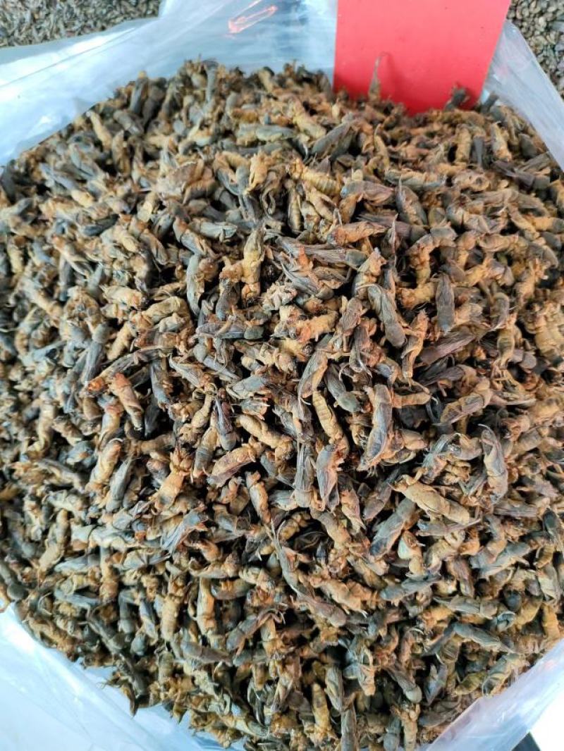 蝼蛄虫，品相完整产地直发，一手货源，欢迎各位老板下单