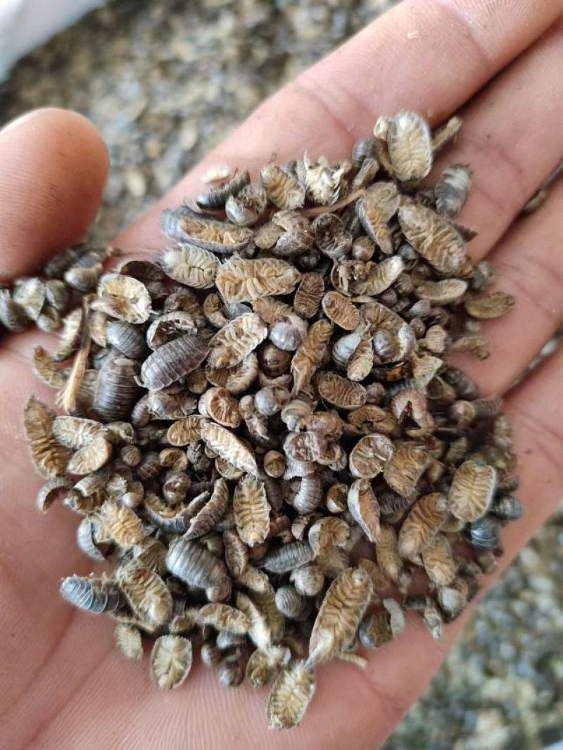 鼠妇虫，中药材鼠妇虫，产地直发，一手货源，量大从优