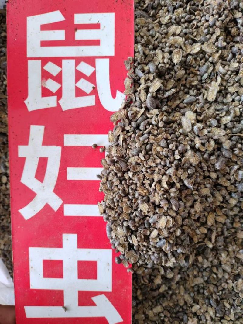 鼠妇虫，中药材鼠妇虫，产地直发，一手货源，量大从优