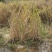 无尾糯米稻草