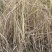 无尾糯米稻草