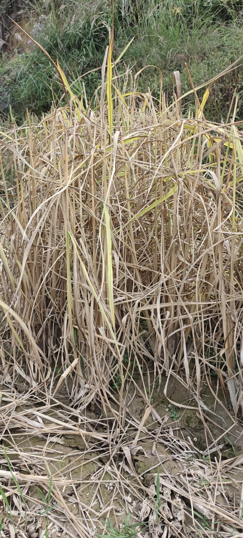 无尾糯米稻草
