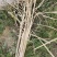 无尾糯米稻草