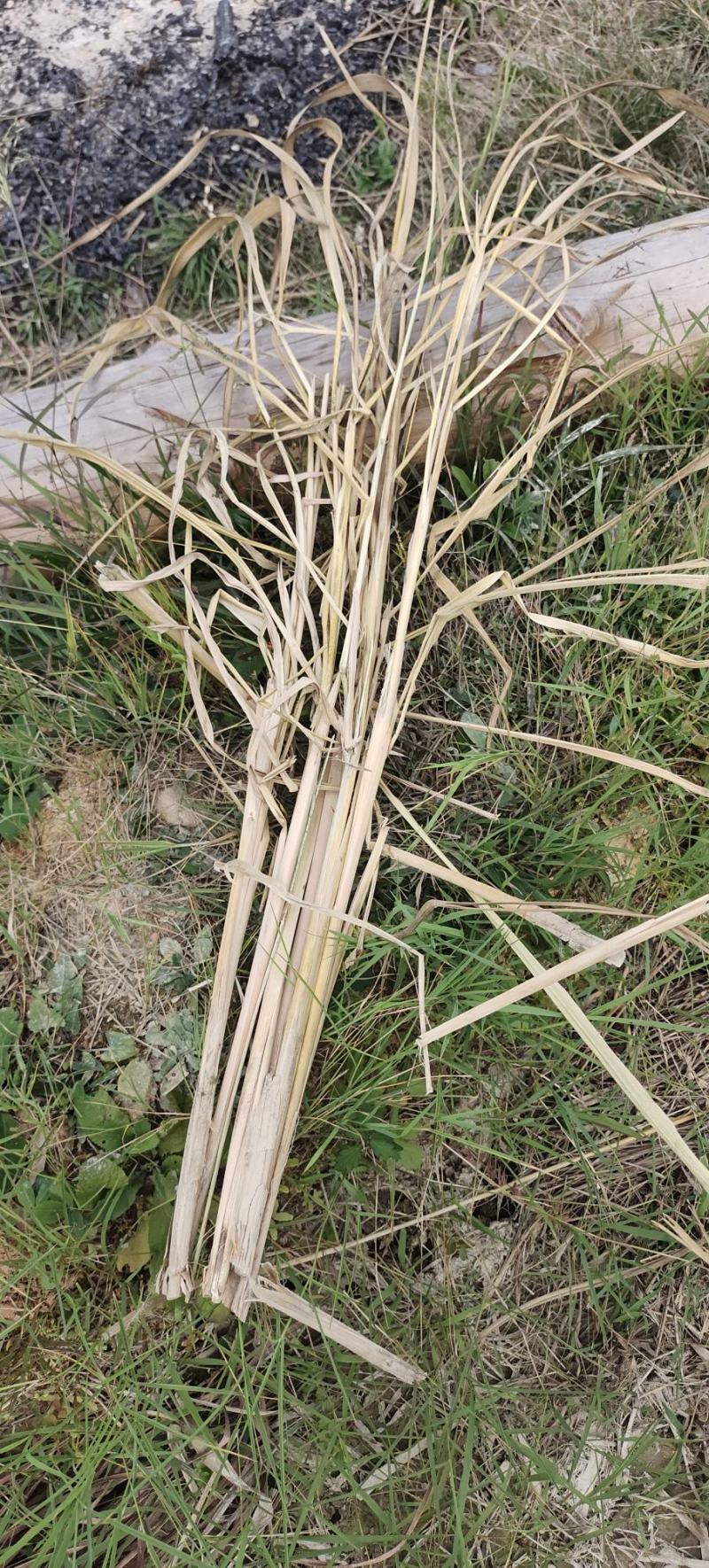 无尾糯米稻草