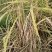无尾糯米稻草