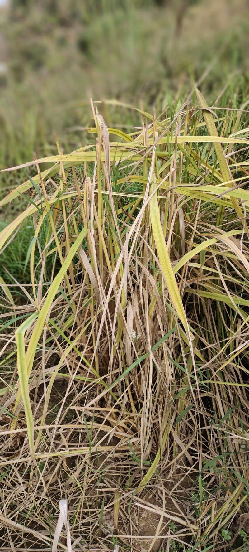 无尾糯米稻草
