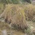 无尾糯米稻草