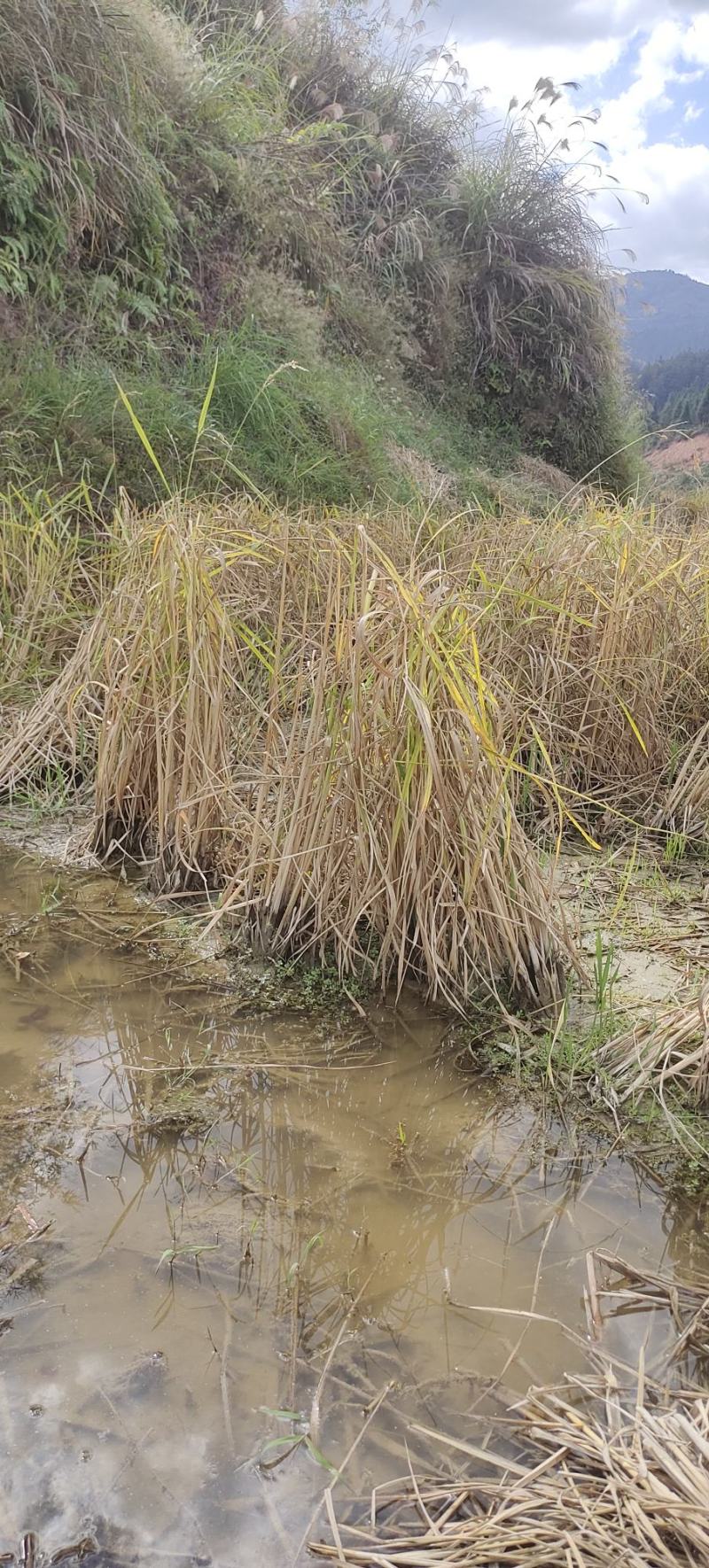 无尾糯米稻草
