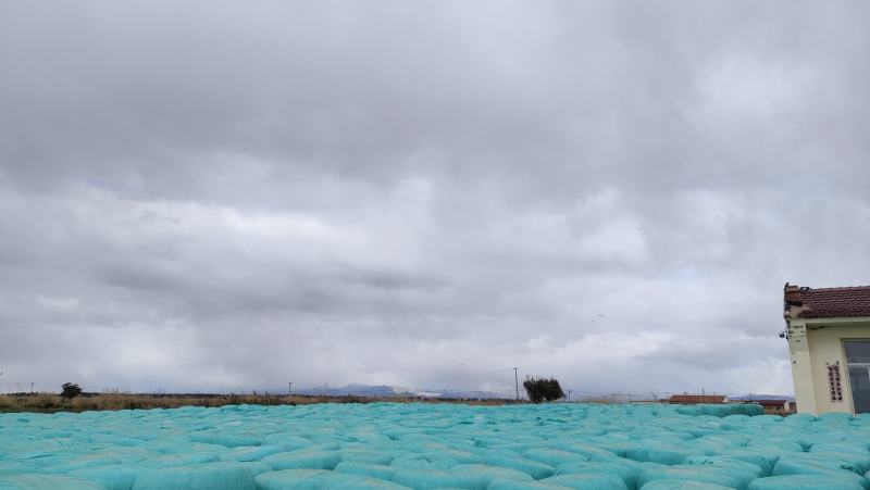 玉米秸秆黄储50包
