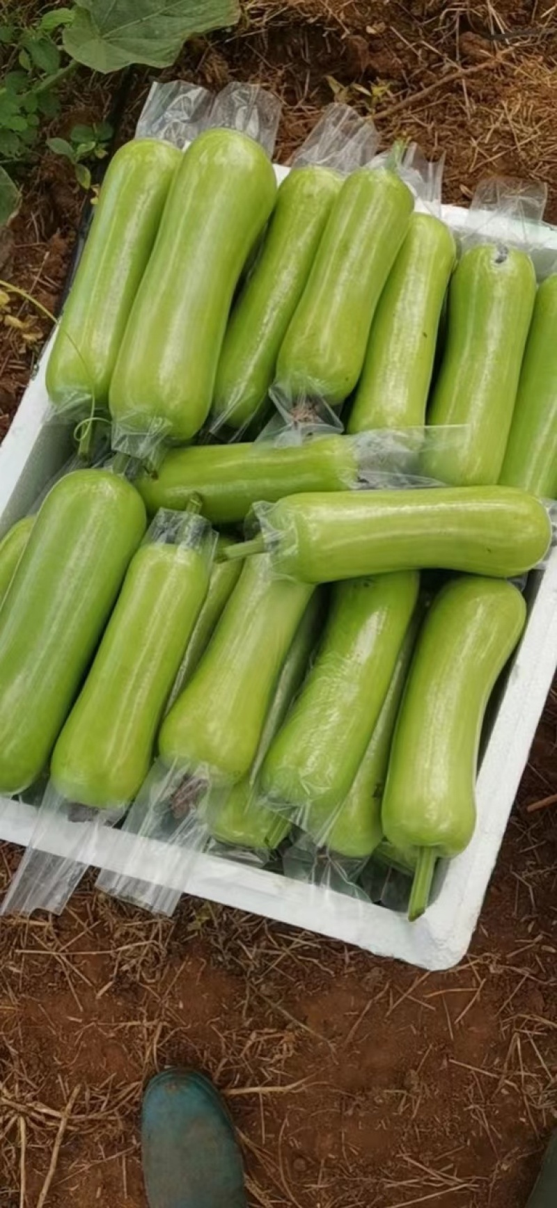 【瓠瓜】广东湛江发货一条龙发往全国货源稳定欢迎致电