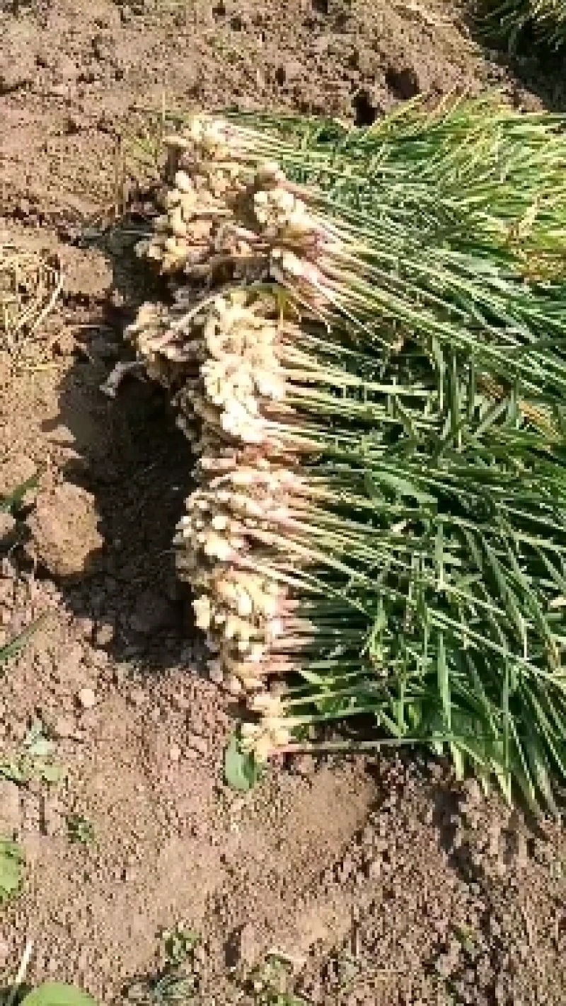 贵州安顺二黄姜基地一手货源大量优先欢迎老板预订合作愉快