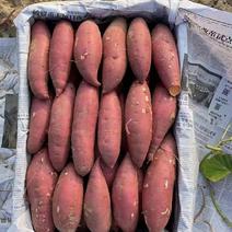 山东济薯26，地瓜干薯基地直供一手货源，欢迎老板实地考察