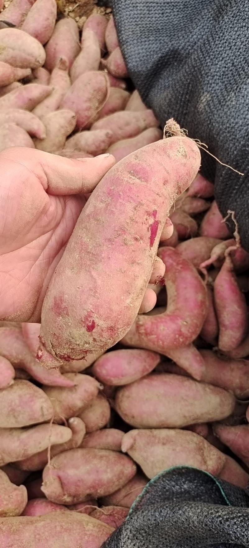 山东济薯26，地瓜干薯基地直供一手货源，欢迎老板实地考察