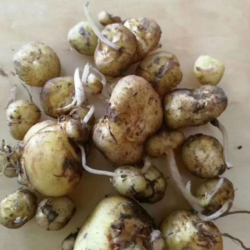 东北野生延胡索中草药植物玄胡索元胡索种球庭院阳台盆栽地栽