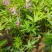 东北野生延胡索中草药植物玄胡索元胡索种球庭院阳台盆栽地栽